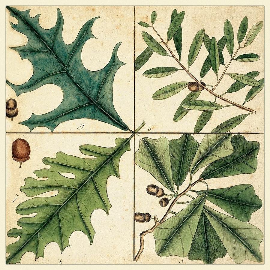 Catesby Leaf Quadrant III Poster Print - Mark Catesby-VARPDX92399Z Image 1