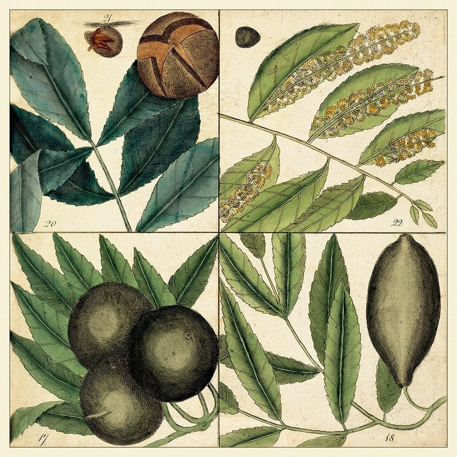 Catesby Leaf Quadrant IV Poster Print - Mark Catesby-VARPDX92400Z Image 1