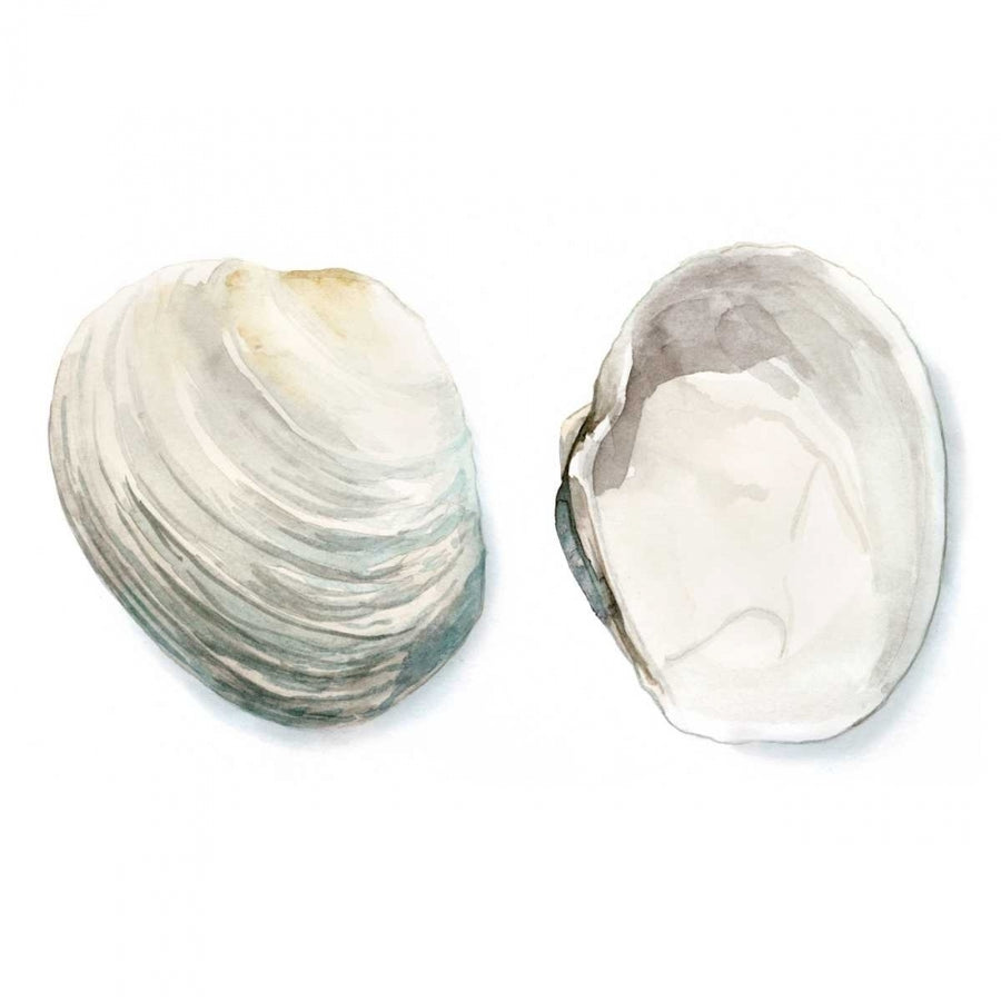 Watercolor Shells II Poster Print - Megan Meagher-VARPDX93552Z Image 1