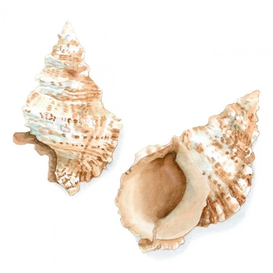 Watercolor Shells VII Poster Print - Megan Meagher-VARPDX93557Z Image 1