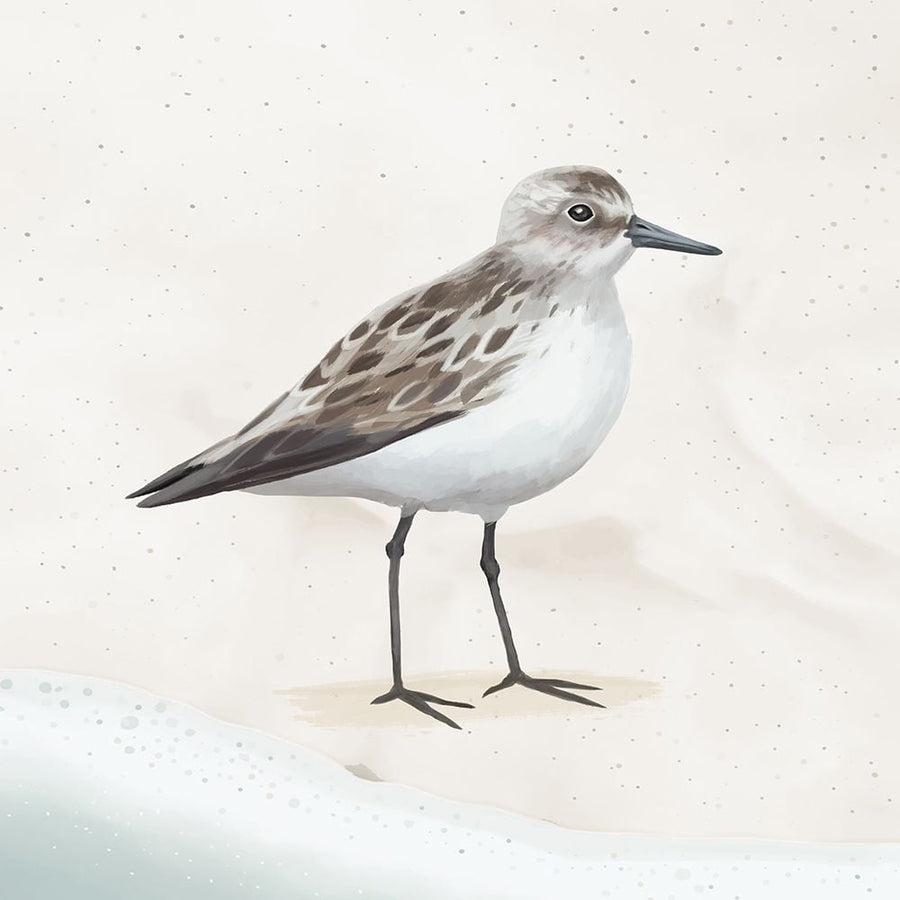 Sandpiper on the Beach I Poster Print - Lucca Sheppard-VARPDX18063B Image 1