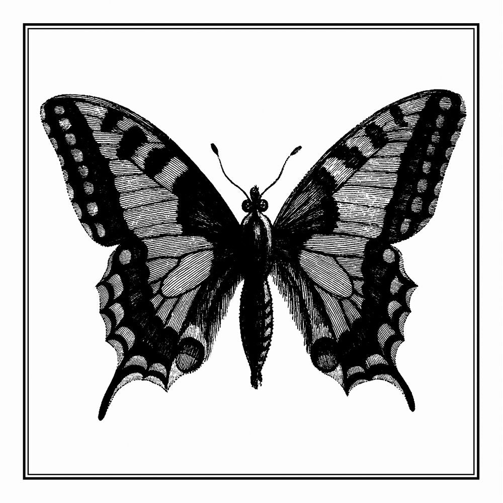 Custom Classical Butterfly I Poster Print - Studio Vision-VARPDX180798D Image 1