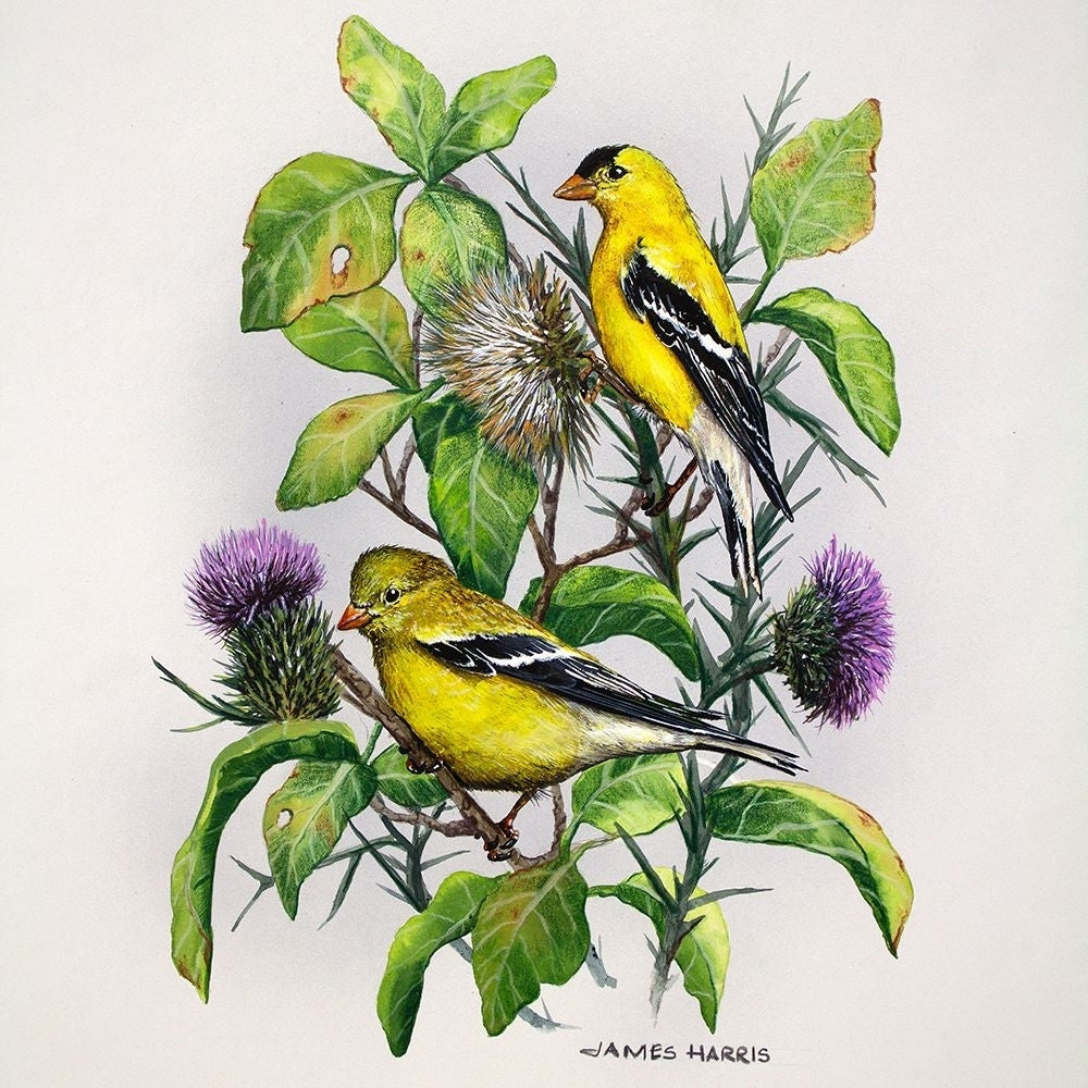 Amber Goldfinch Poster Print - James Harris-VARPDX18383A Image 1