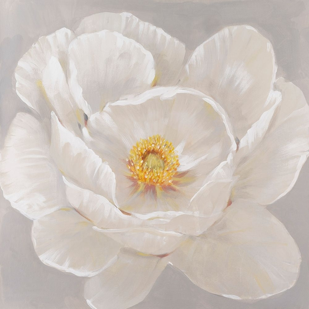 White Peony II Poster Print - Tim OToole-VARPDX188186FN Image 1