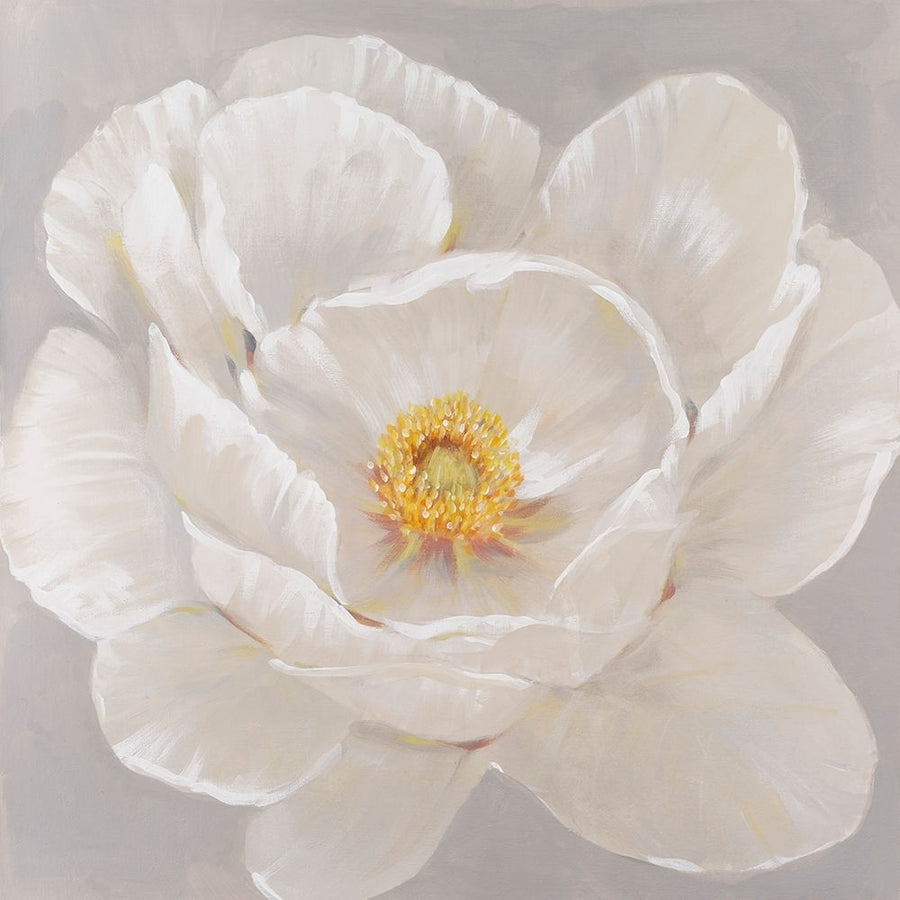 White Peony II Poster Print - Tim OToole-VARPDX188186FN Image 1