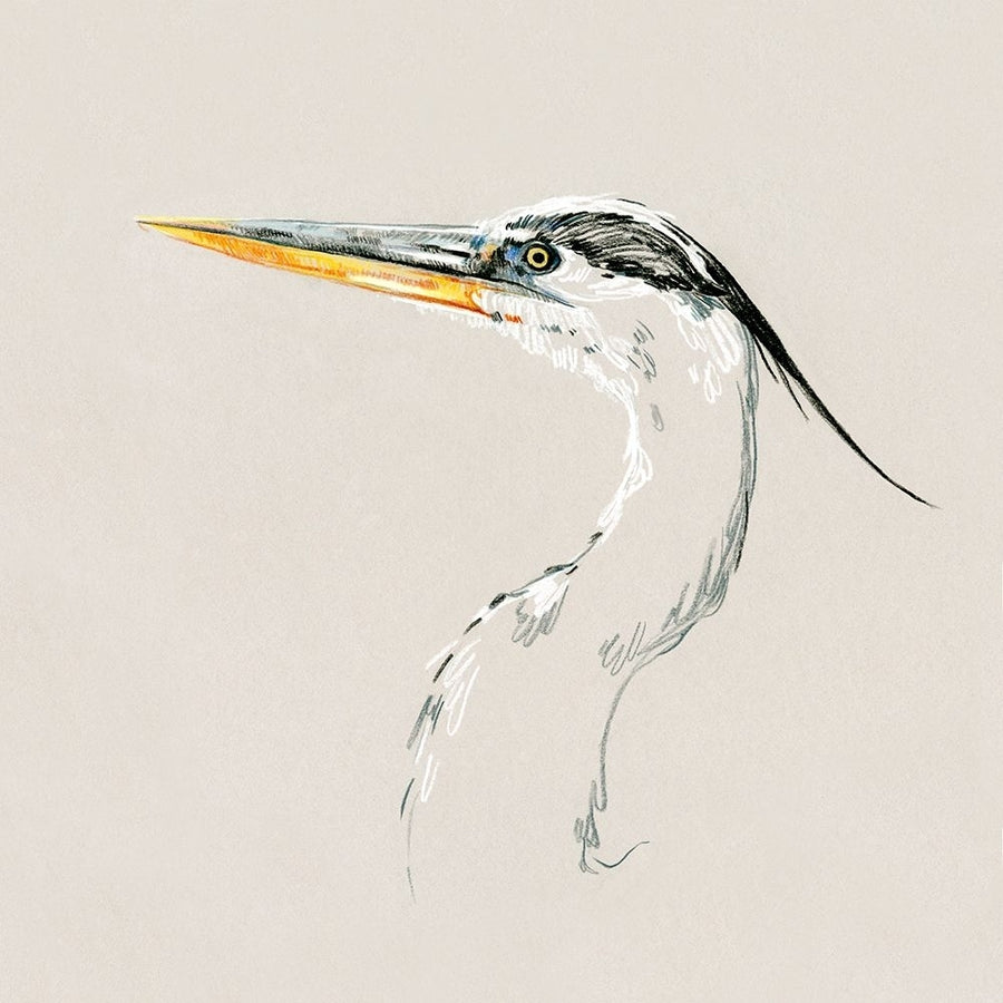 Bright Heron Sketch II Poster Print - Emma Caroline-VARPDX189709Z Image 1