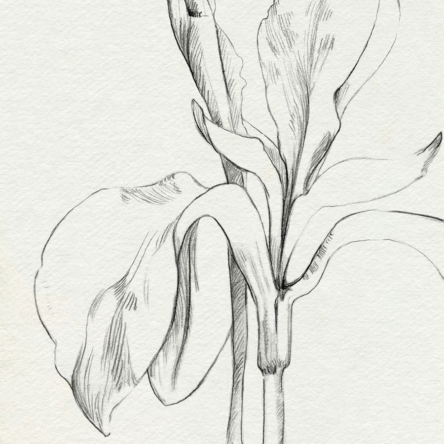 Iris Sketch Okeefe Crop II Poster Print - Emma Caroline-VARPDX197464Z Image 1