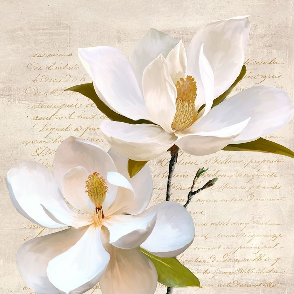 Ivory Magnolia_II Poster Print - Luca Villa-VARPDX1LC6437 Image 1