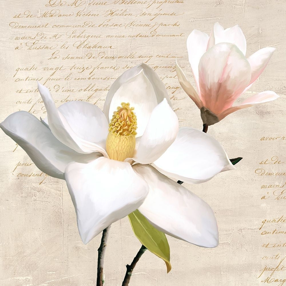 Ivory Magnolia_I Poster Print - Luca Villa-VARPDX1LC6436 Image 1