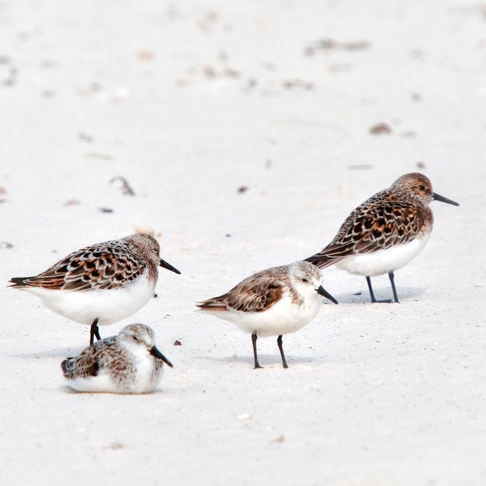 Resting Sandpipers Poster Print - Danny Head-VARPDX202098 Image 1