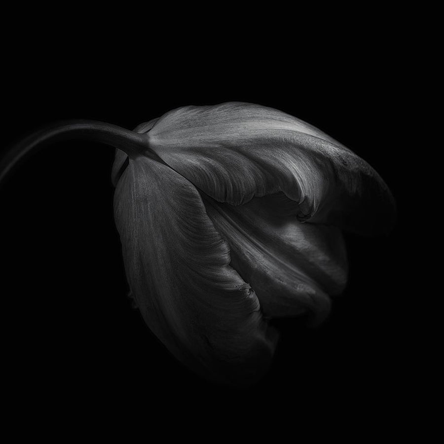 Tulip in monochrome Poster Print - Lotte Gronkjar-VARPDX2021253 Image 1