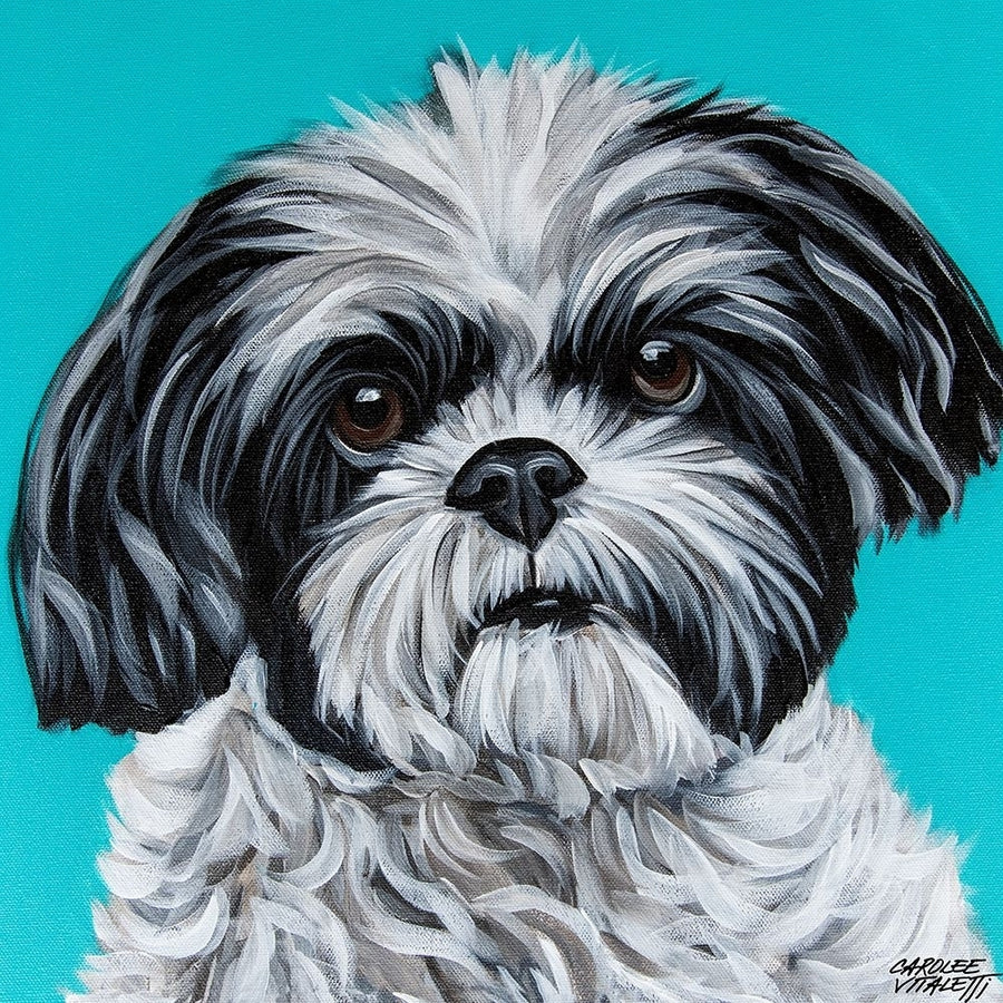 Black and White Shih Tzu Poster Print - Carolee Vitaletti-VARPDX202650Z Image 1