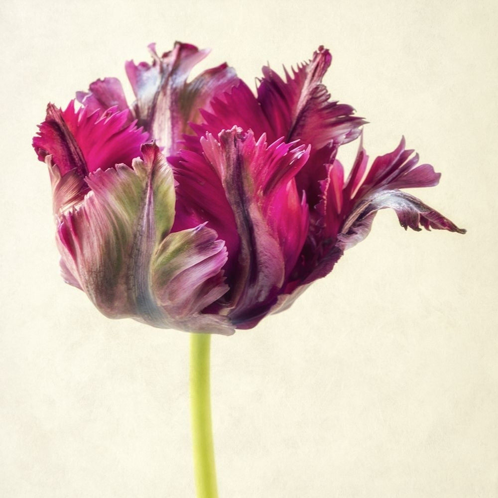 Single Parrot Tulip I Poster Print - Dianne Poinski-VARPDX204685Z Image 1