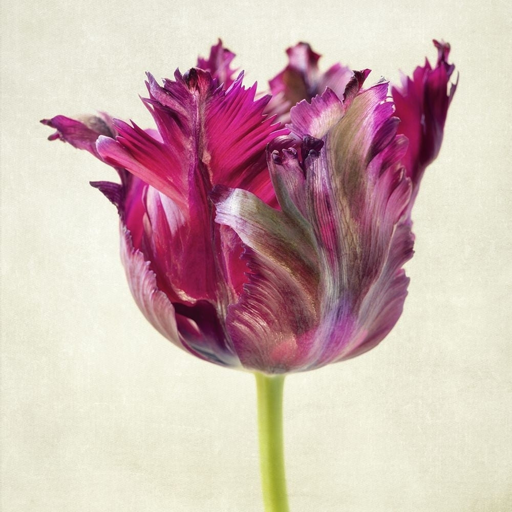 Single Parrot Tulip II Poster Print - Dianne Poinski-VARPDX204686Z Image 1