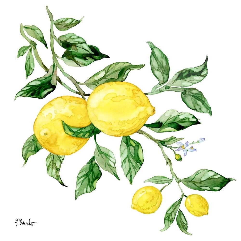 Sicilian Lemons I Poster Print - Paul Brent-VARPDX20546 Image 1