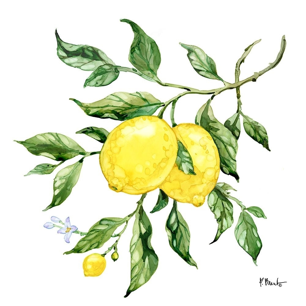 Sicilian Lemons II Poster Print - Paul Brent-VARPDX20547 Image 1