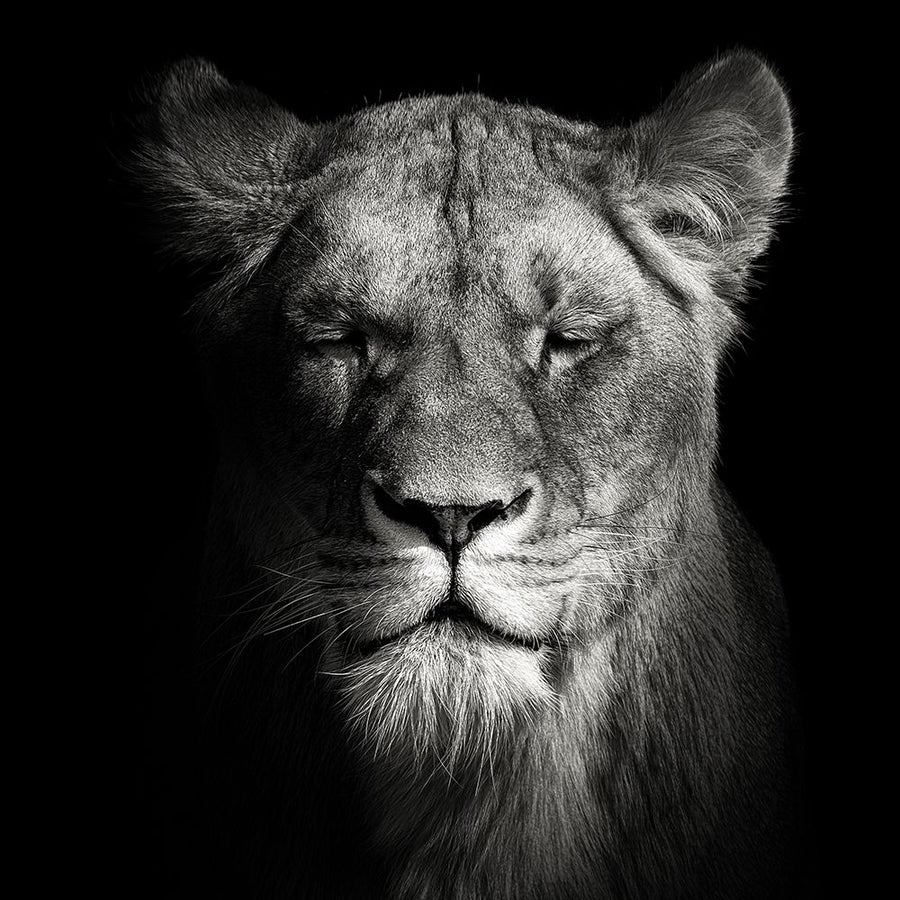 Lioness Poster Print - Christian Meermann-VARPDX2056867 Image 1