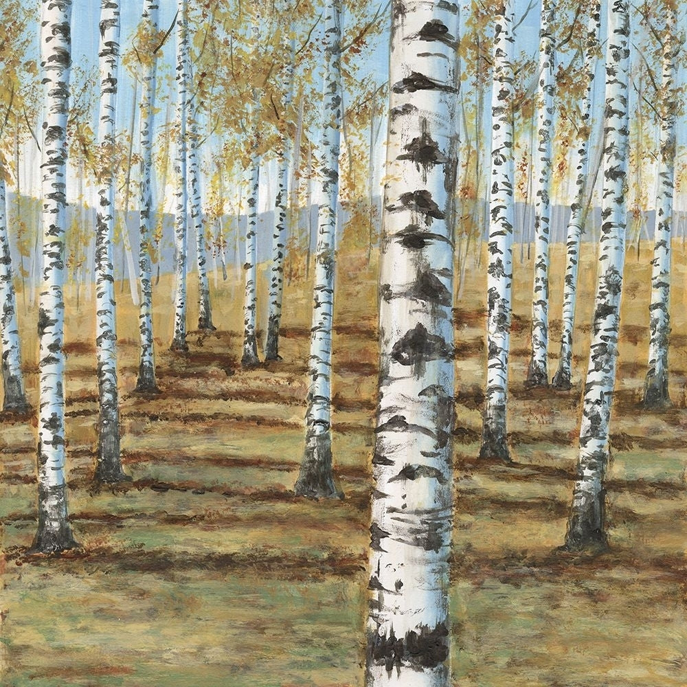 Birch Hillside I Poster Print - Michael Willett-VARPDX206026FN Image 1