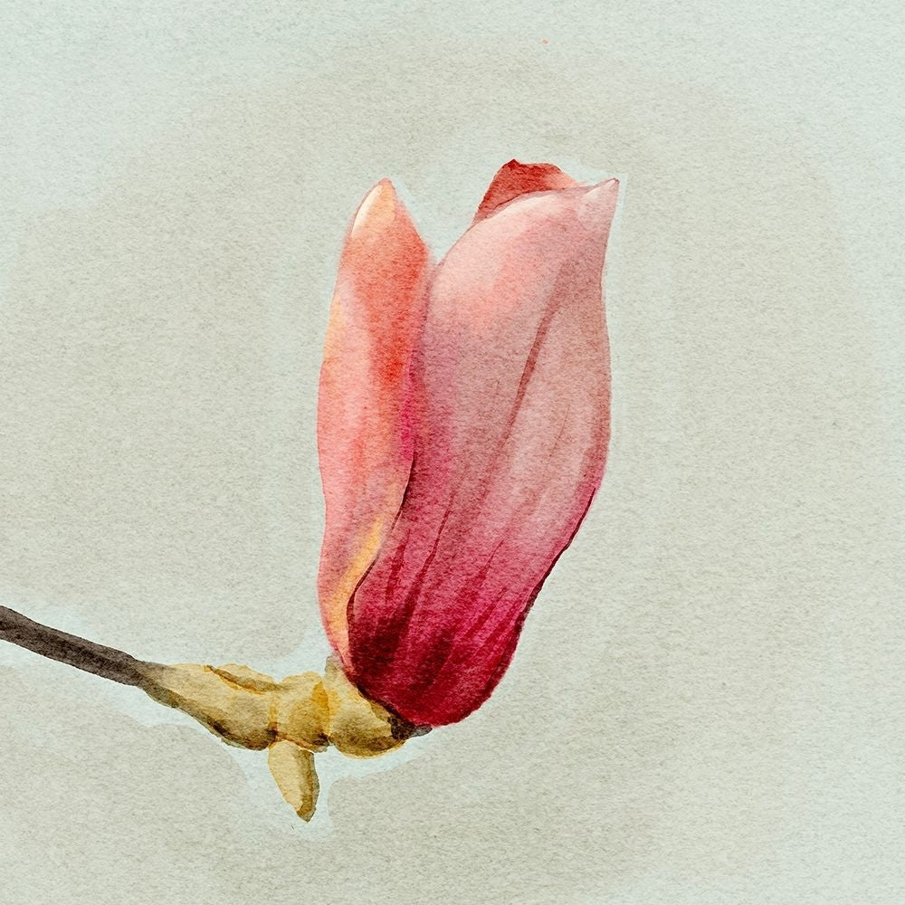 Magnolia Bud I Poster Print - Katie OShea-VARPDX206488FN Image 1