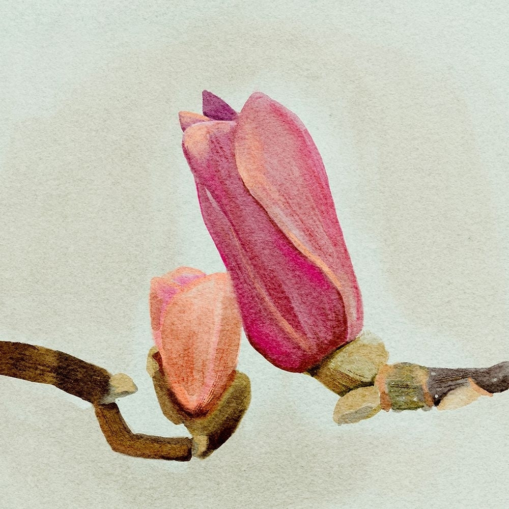 Magnolia Bud II Poster Print - Katie OShea-VARPDX206489FN Image 1