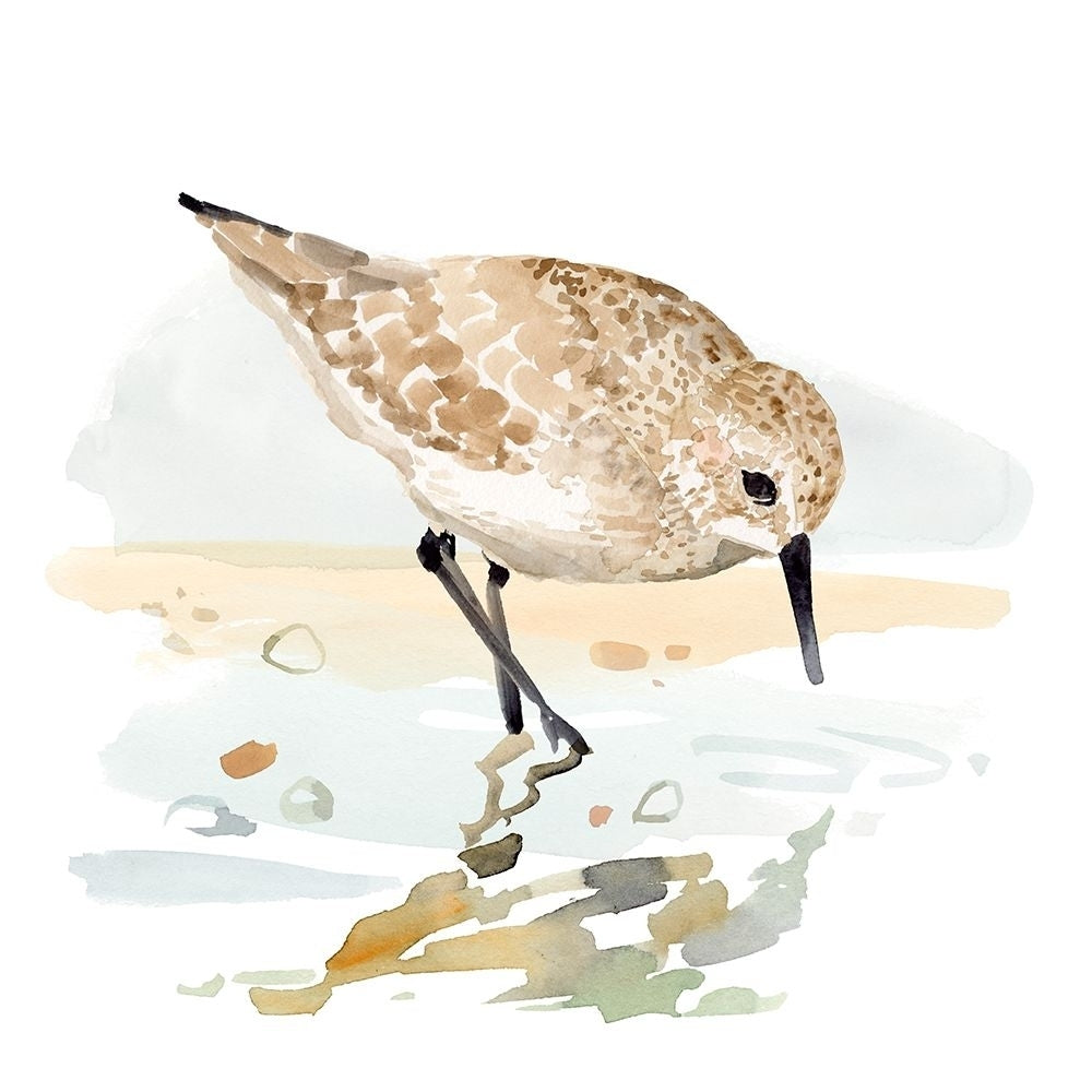 Freckled Sandpiper II Poster Print - Victoria Barnes-VARPDX207057FN Image 1