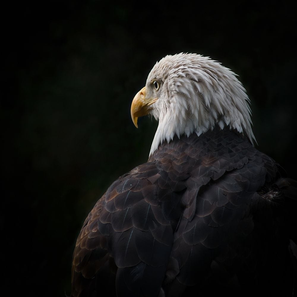 Eagle ... Compassion Poster Print - Rick Brockamp-VARPDX2073339 Image 1