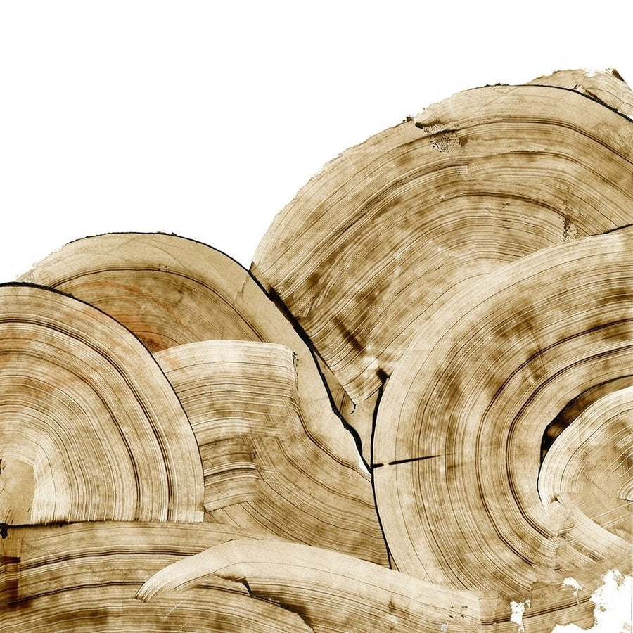 Overlapping Tree Rings I Poster Print - Ethan Harper-VARPDX208105FN Image 1