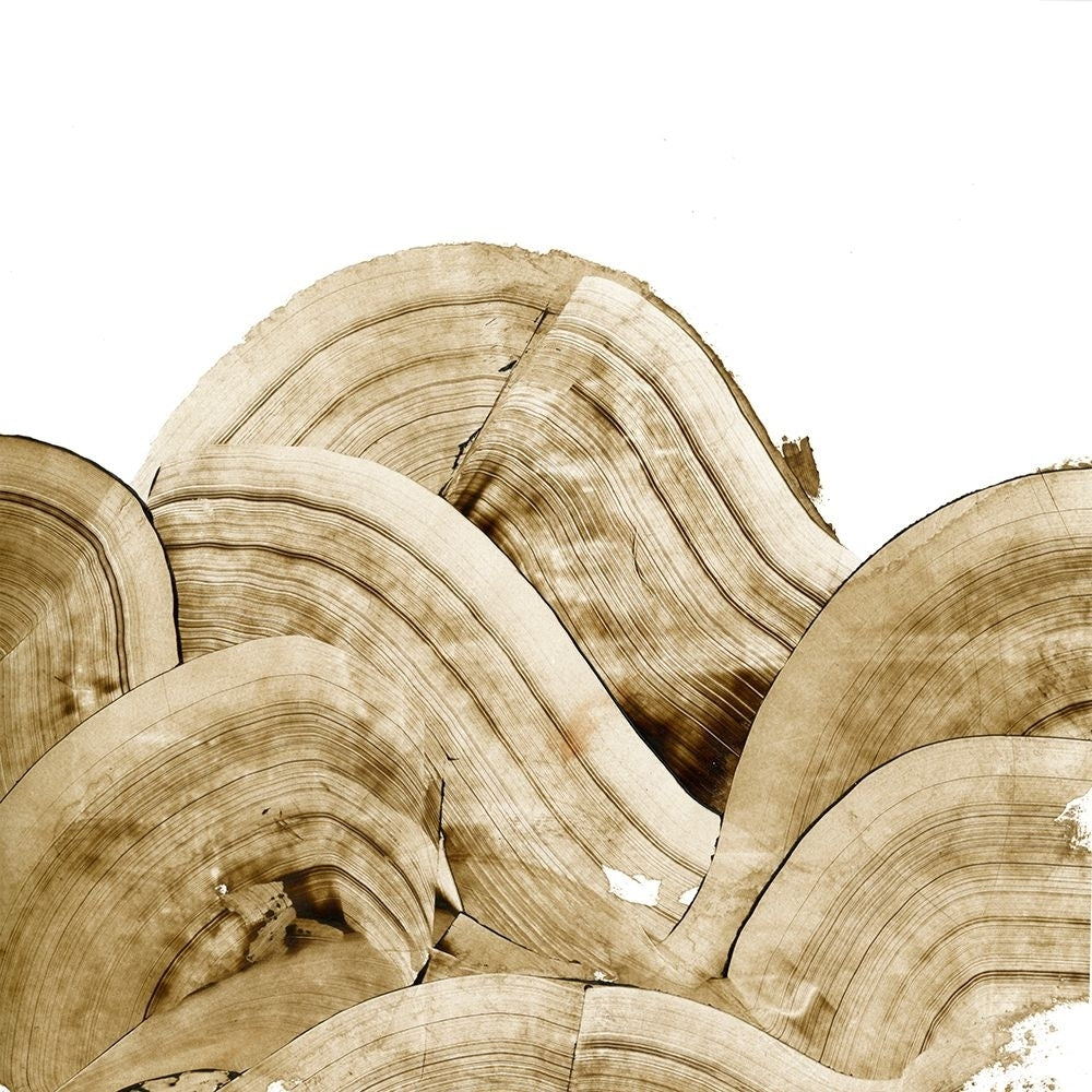 Overlapping Tree Rings II Poster Print - Ethan Harper-VARPDX208106FN Image 1