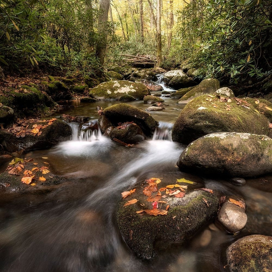 Laurel Lined Streams Poster Print - Danny Head-VARPDX216171 Image 1