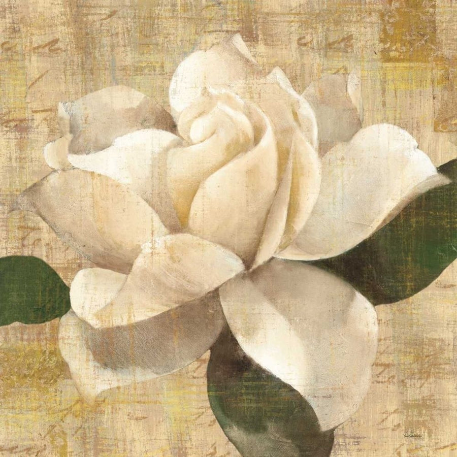 Gardenia Blossom on Script by Albena Hristova-VARPDX22363 Image 1