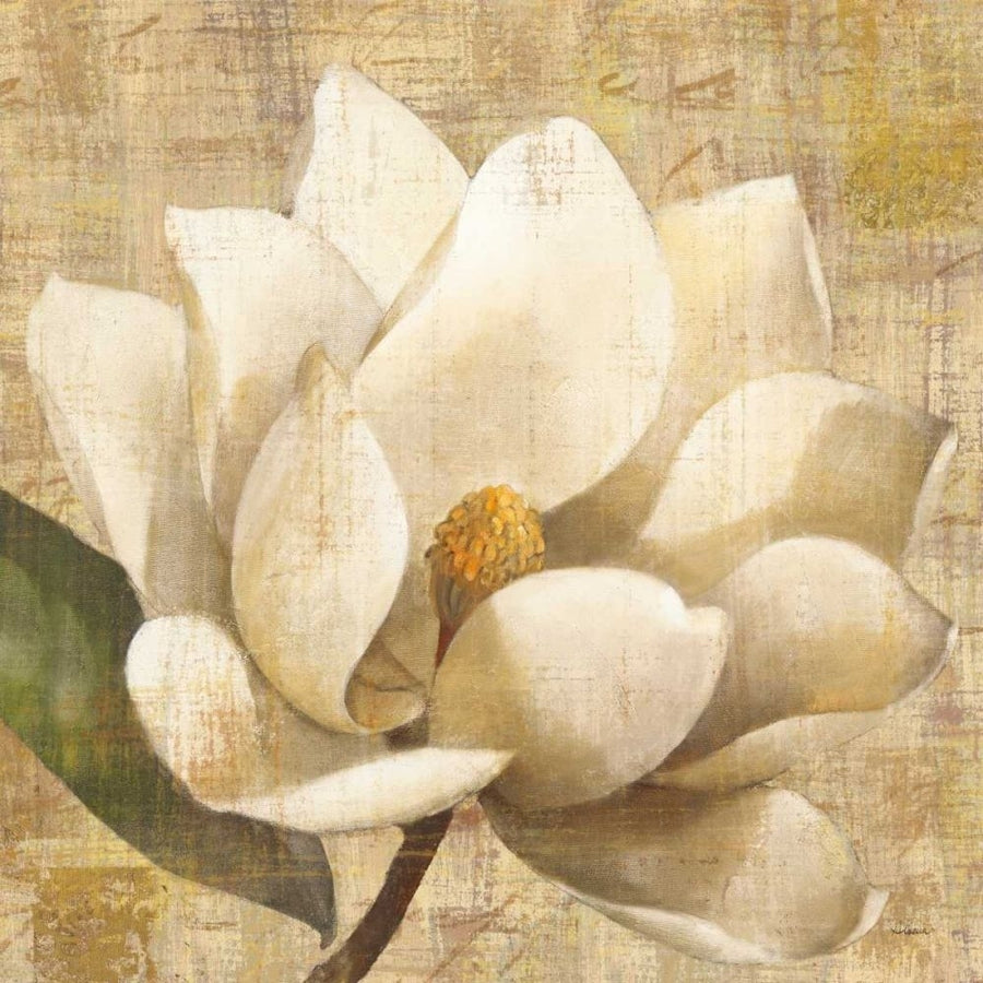 Magnolia Blossom on Script by Albena Hristova-VARPDX22364 Image 1