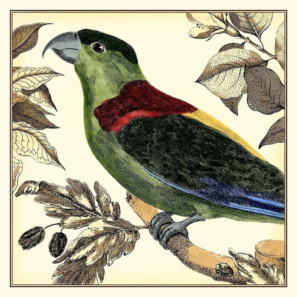 Tropical Parrot IV Poster Print - Martinet-VARPDX27421C Image 1