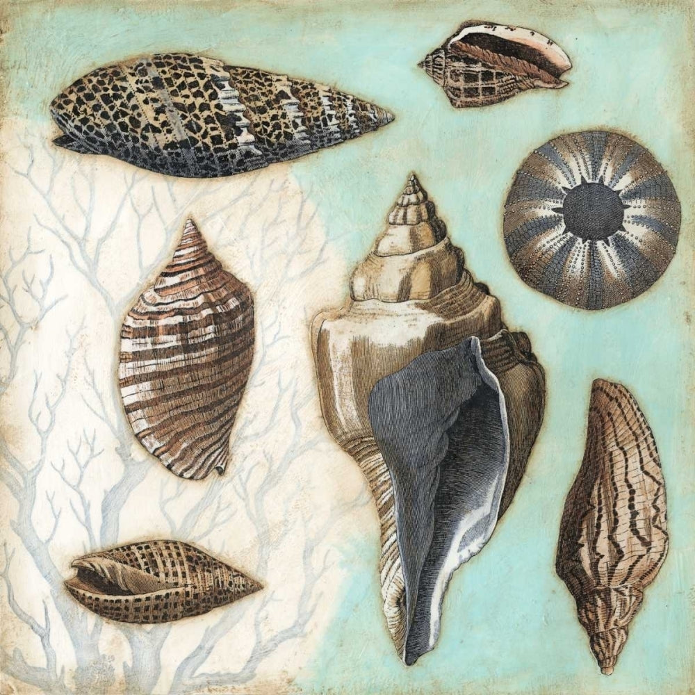 Antique Shell Collage II Poster Print - Megan Meagher-VARPDX29122Z Image 1