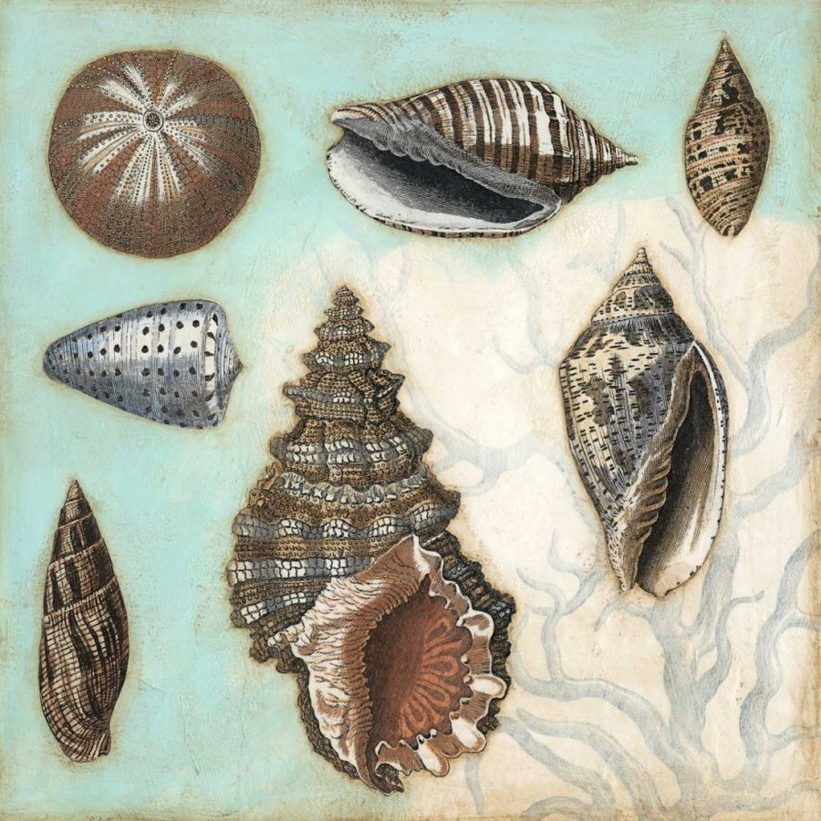 Antique Shell Collage I Poster Print - Megan Meagher-VARPDX29121Z Image 1