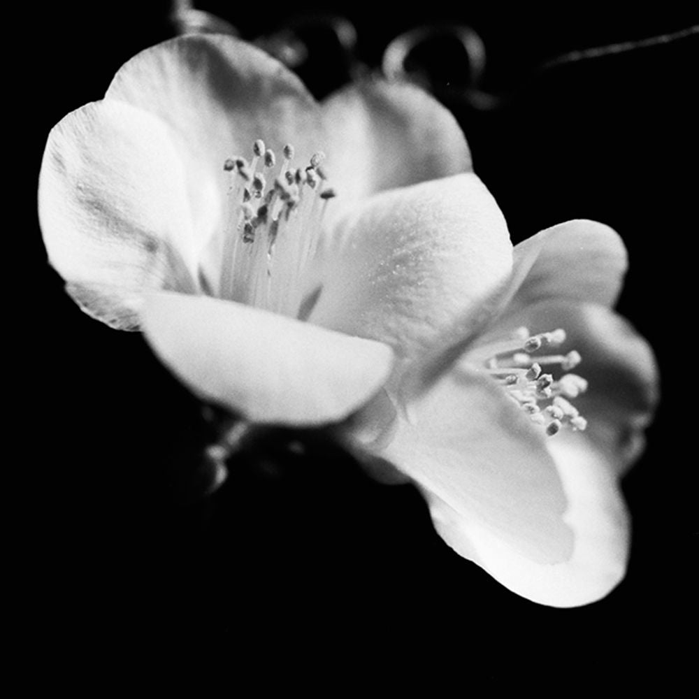 Quince Blossoms VI Poster Print - Renee W. Stramel-VARPDX37716D Image 1