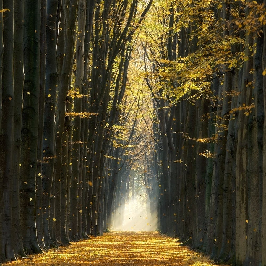 Fall Kicks In Poster Print by Lars Van de Goor-VARPDX41262 Image 1