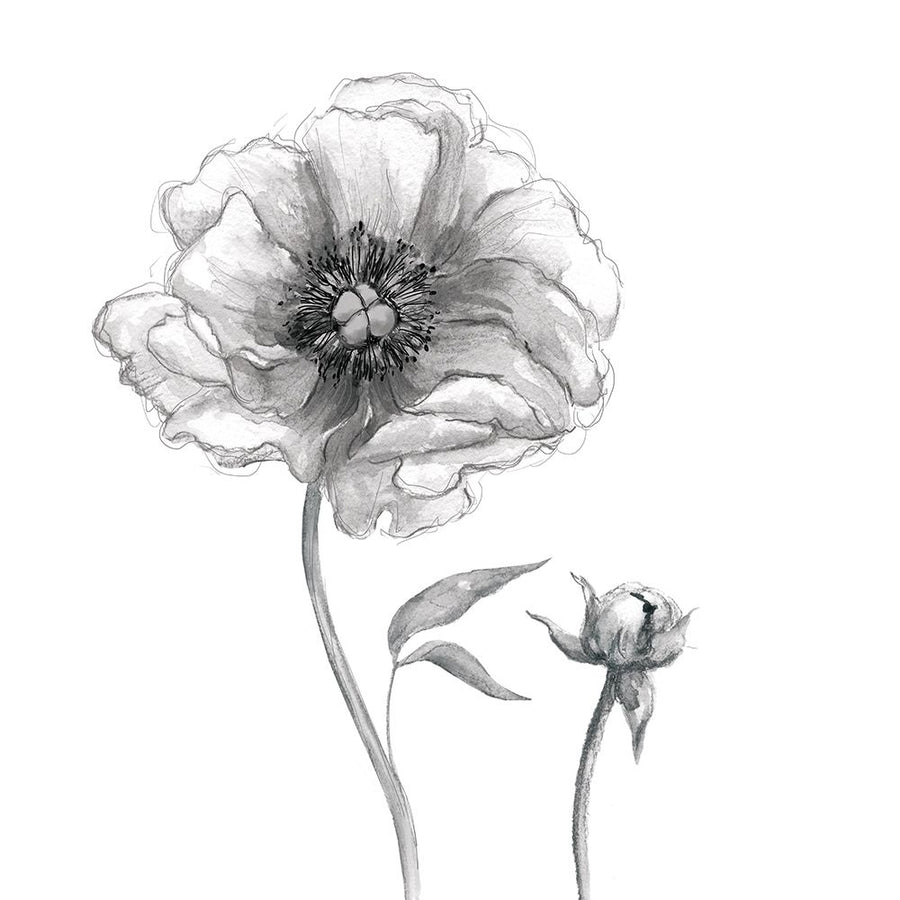 Sketchy Peony by Carol Robinson-VARPDX44708 Image 1