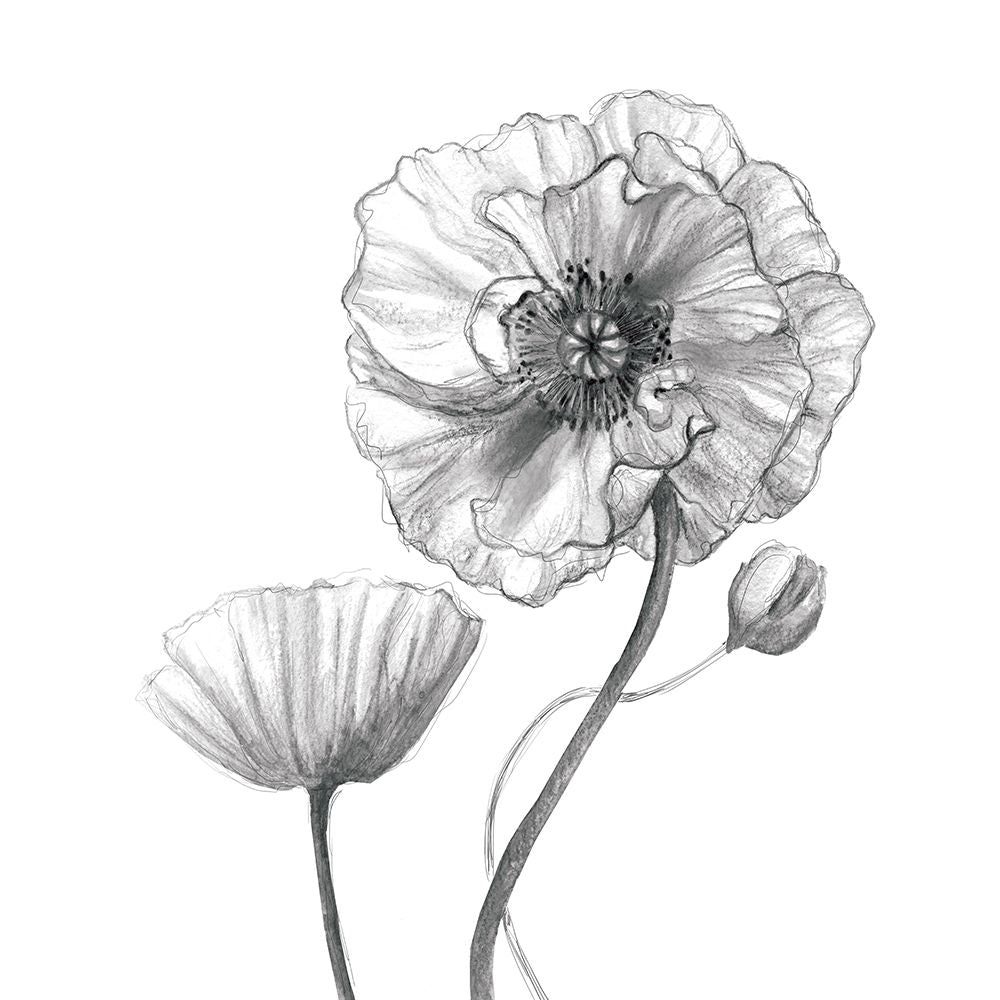 Sketchy Poppy by Carol Robinson-VARPDX44709 Image 1