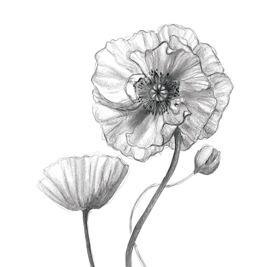 Sketchy Poppy by Carol Robinson-VARPDX44709 Image 1