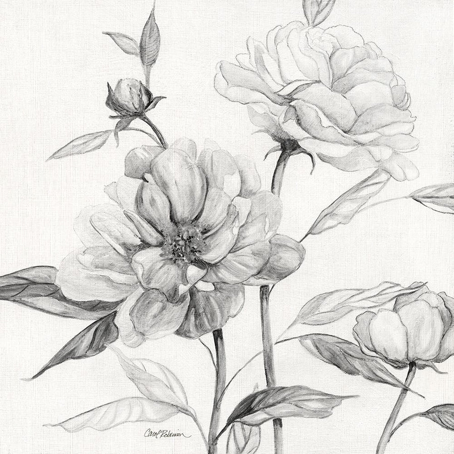 Linen Peony Sketch I Poster Print - Carol Robinson-VARPDX44788 Image 1