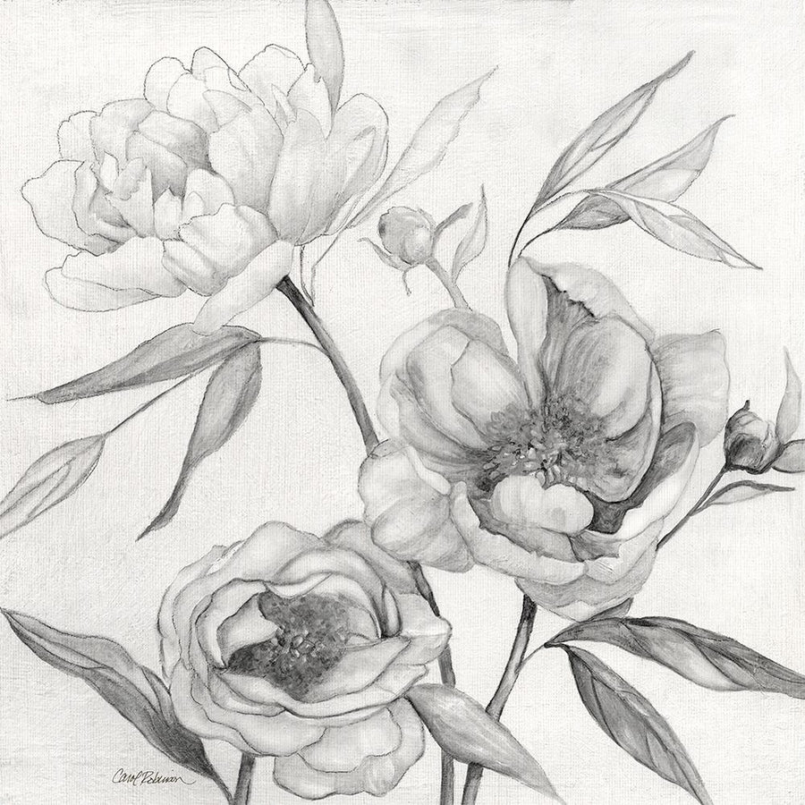 Linen Peony Sketch II Poster Print - Carol Robinson-VARPDX44789 Image 1