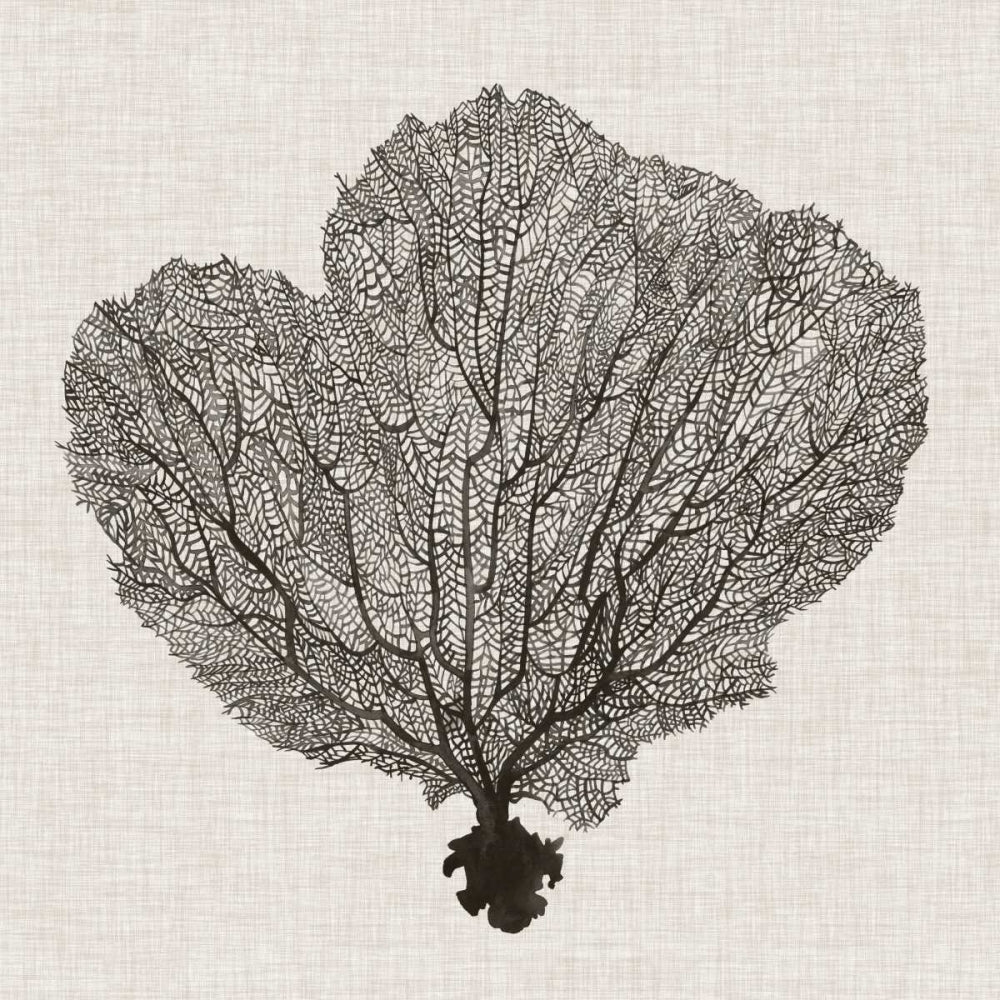 Shadow Sea Fan I Poster Print - Grace Popp-VARPDX106087GG Image 1