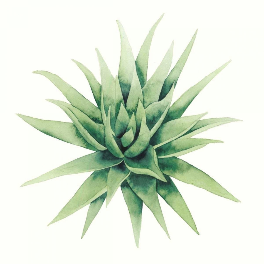 Tropical Plant III Poster Print - Grace Popp-VARPDX107726GG Image 1