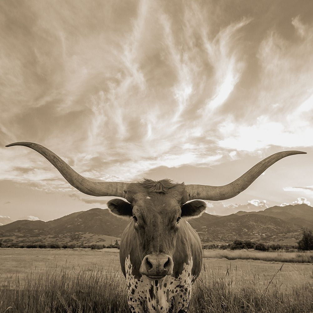 Longhorn Poster Print - Studio SEA-VARPDX107868 Image 1