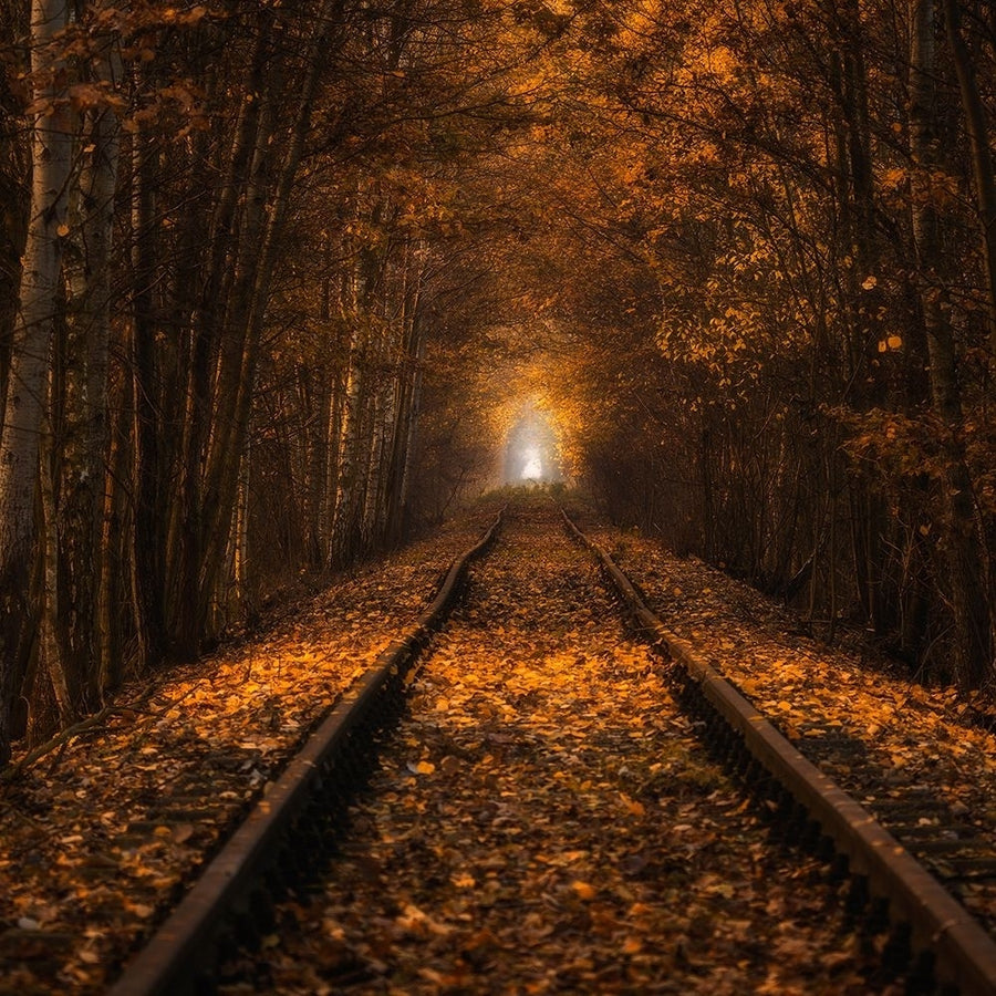 Autumn Tunnel Poster Print - Pawel Uchorczak-VARPDX1101429 Image 1