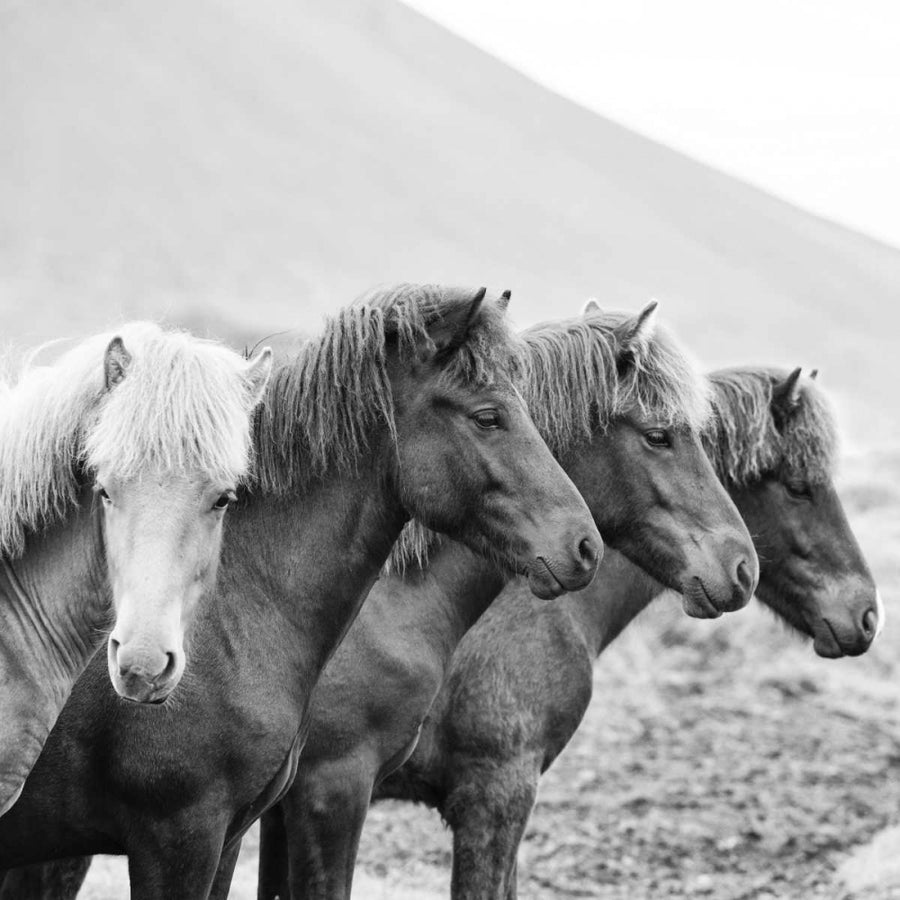 BandW Horses IX Poster Print - PHBurchett-VARPDX115761GG Image 1