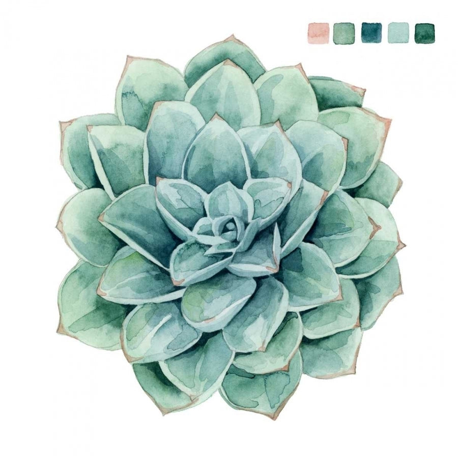 Succulent Swatches I Poster Print - Grace Popp-VARPDX118448Z Image 1