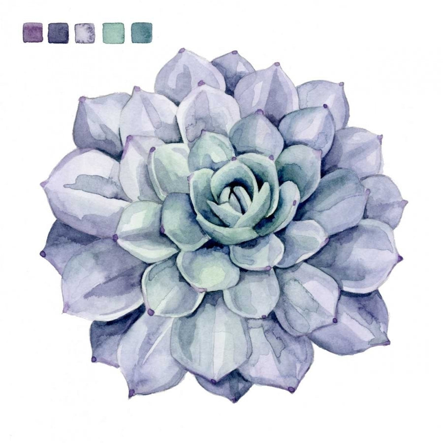 Succulent Swatches III Poster Print - Grace Popp-VARPDX118450Z Image 1