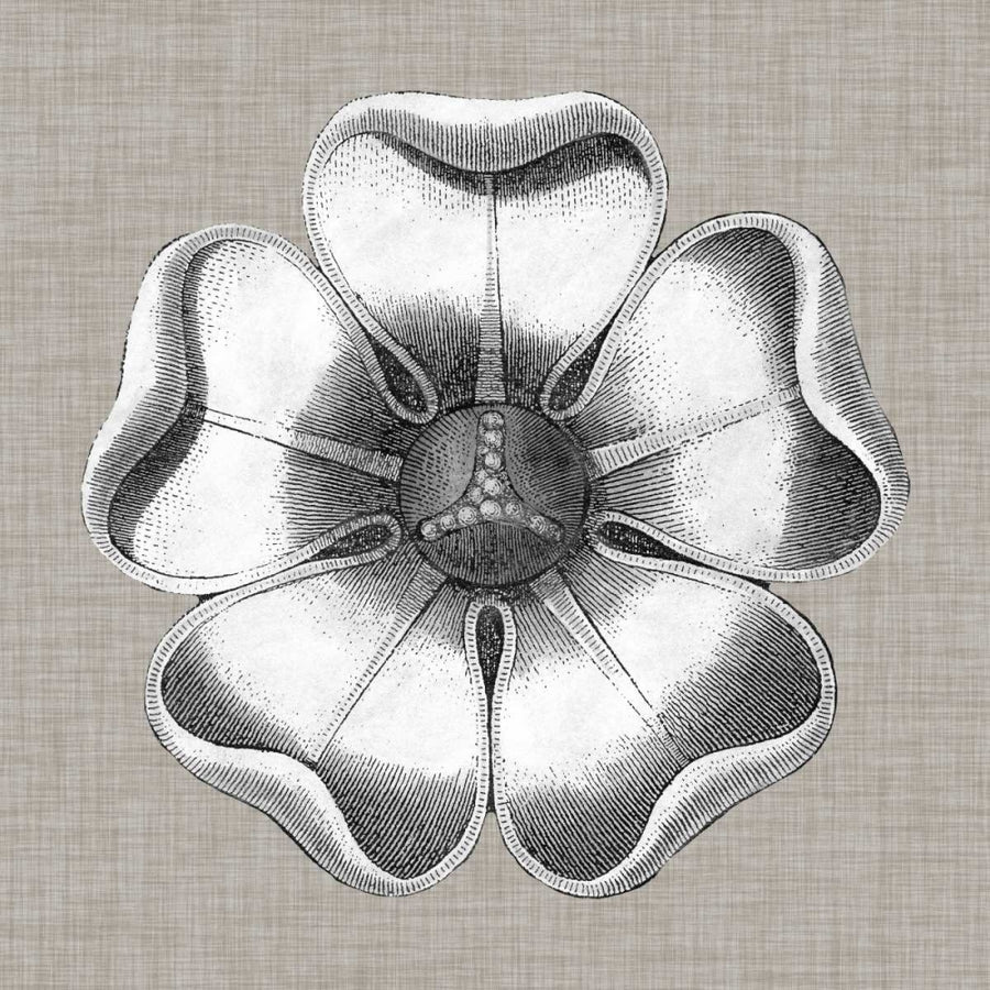 Neutral Rosette Detail VI Poster Print - Studio Vision-VARPDX120635Z Image 1