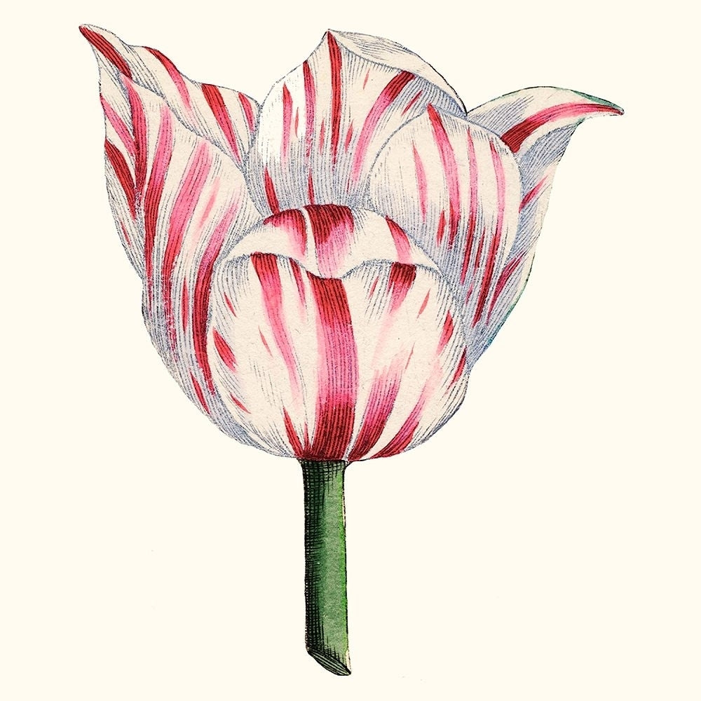 Tulip Garden I Poster Print - Studio Vision-VARPDX123274Z Image 1